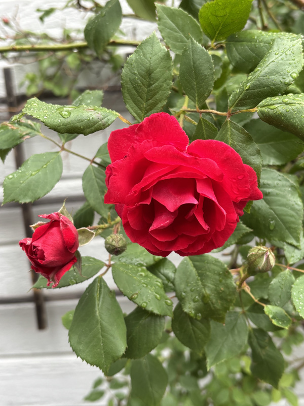 The “Specialties” Are Blooming